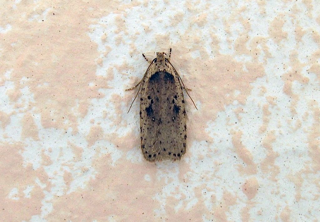 Agonopterix ? Si: yeatiana